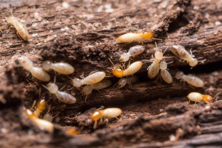 Termite control mount pleasant sc